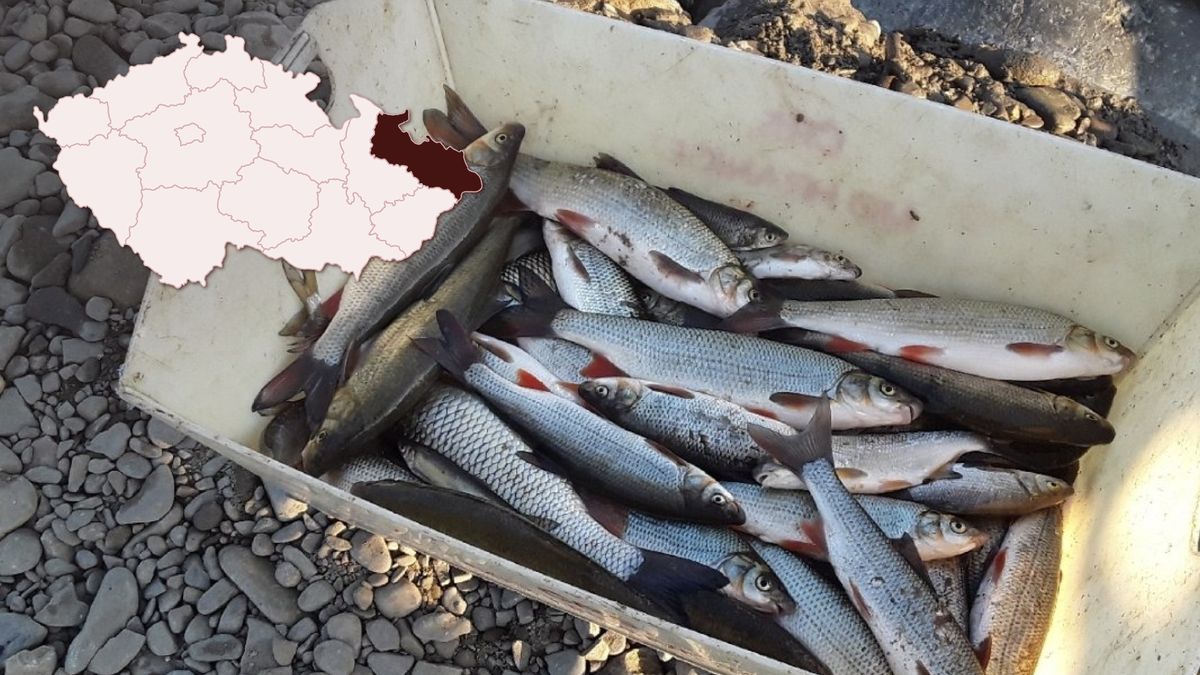 Likvidace ryb z Bečvy stála půl milionu, chystá se vysazování